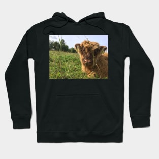 Scottish Highland Cattle Calf 1522 Hoodie